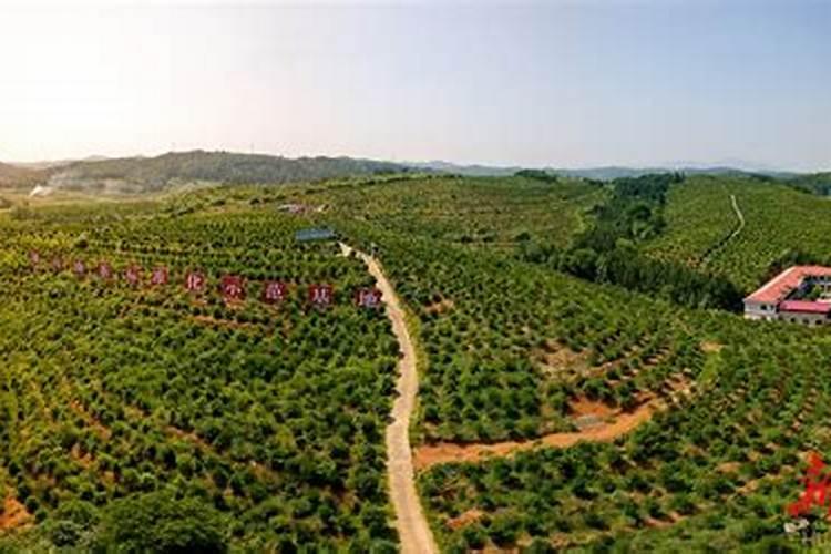 中国实力十强复合肥企业是那些？