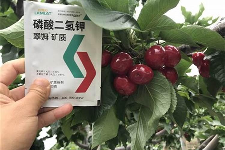 玉露浇水还是喷水