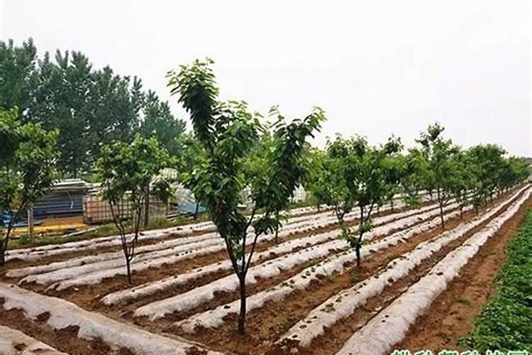 樱桃树种植施肥浇水有技巧 栽樱桃树时施什么肥好