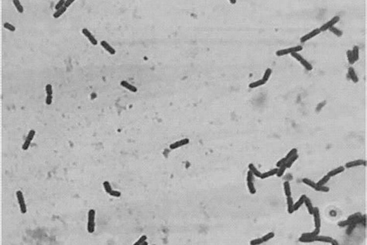 鱼蛋白水溶肥制作方法