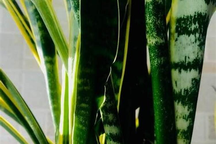 怎么让虎皮兰叶子更绿