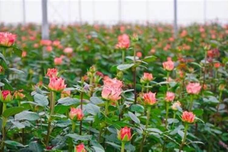 玫瑰花想要喷叶面肥,用什么好？