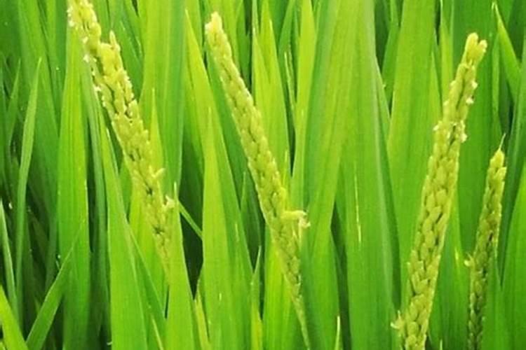 化肥行业龙头概念股有哪些？