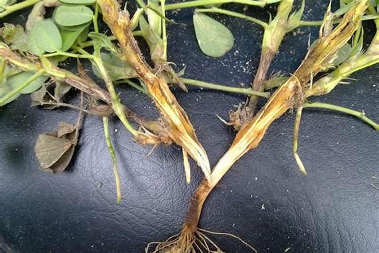 辣椒施什么肥好