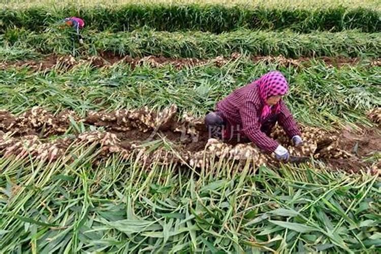 大姜种植中如何施肥