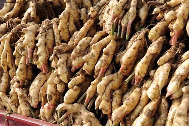 生姜怎么养长的好