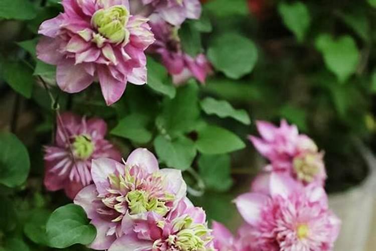 地豆王的种植方法是什么？