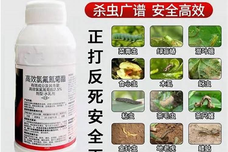 树木防虫一般要用什么药 怎么使用效果好