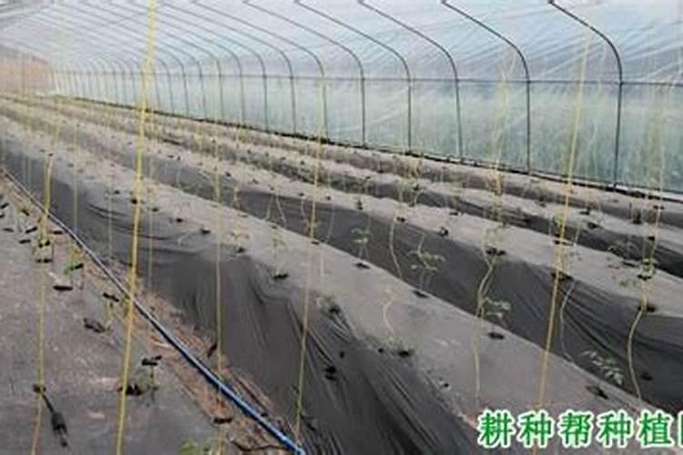 番茄彭果期施什么肥料比较好