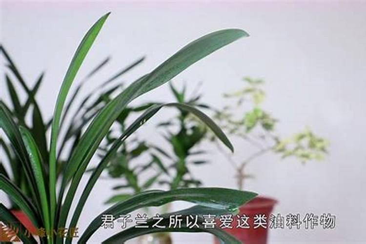 身体缺钾吃什么药可以补充