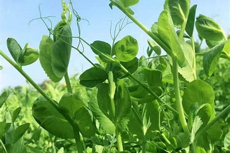 豌豆适合背阴处种植吗？