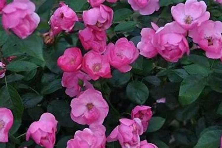 豆子如何制作肥料