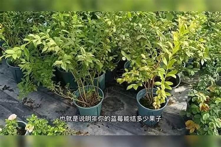 蓝莓用什么肥料最好