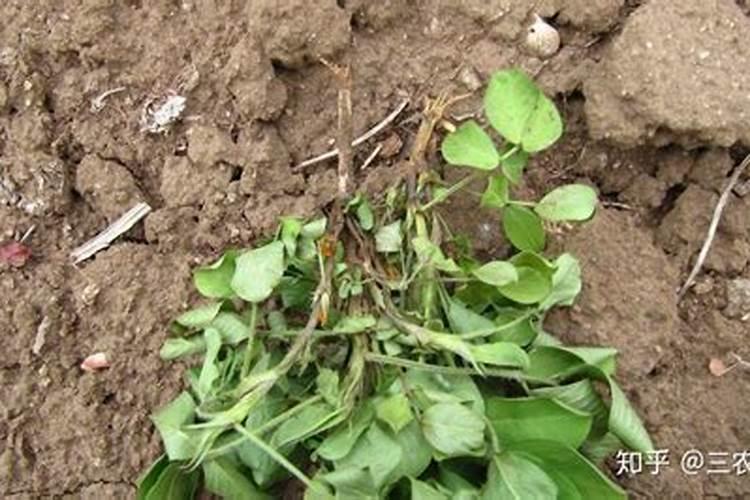 为什么菠菜出苗后都死了