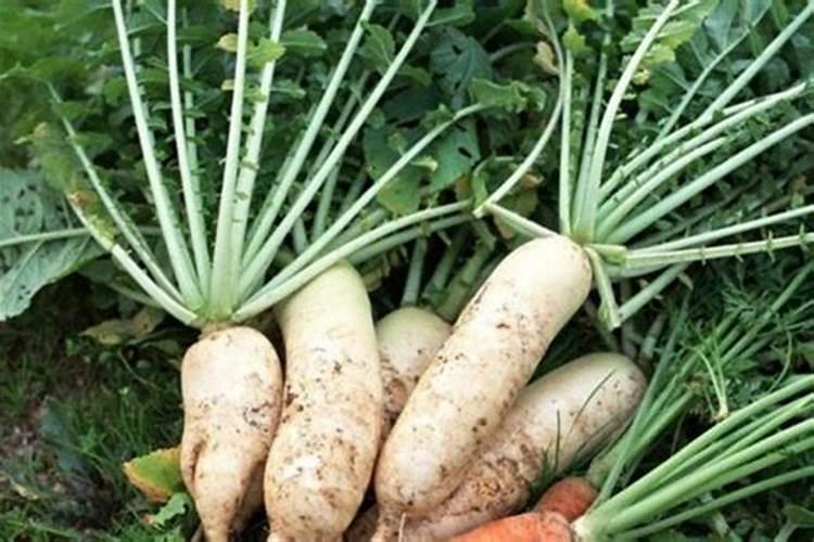 白萝卜的种植方法