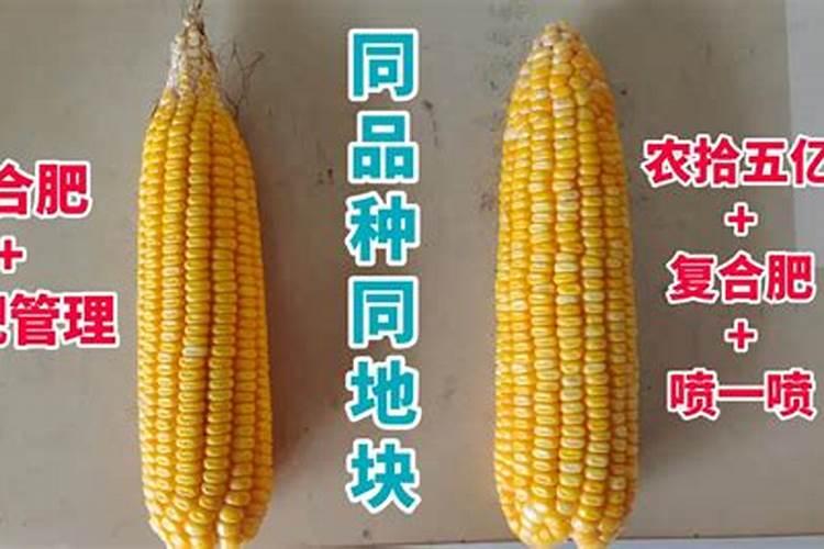 黄杨用什么肥料最好