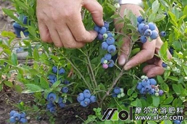 蓝莓用什么肥料最好