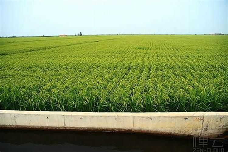 蟹塘老绿水快速处理方法