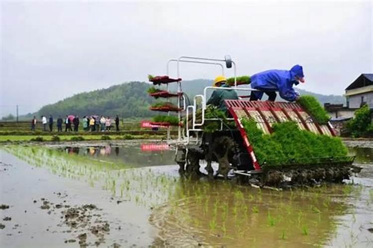 水稻钾肥的正确使用方法