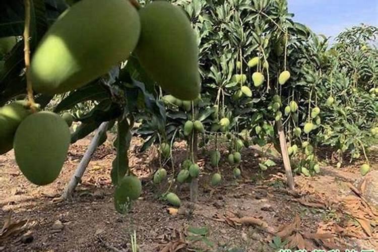 10%烯效唑在芒果上用法