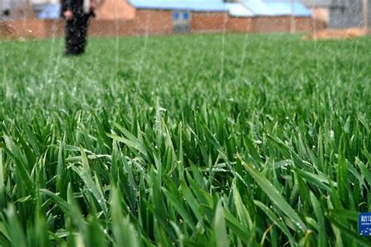 甘蔗多久浇一次水