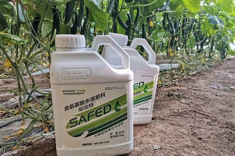 黄瓜如何施肥和浇水 用什么肥料产量高