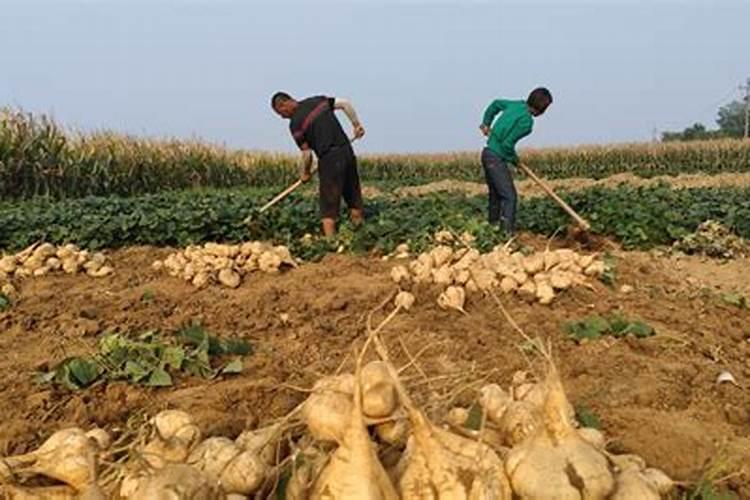 种地瓜时怎么施肥比较好