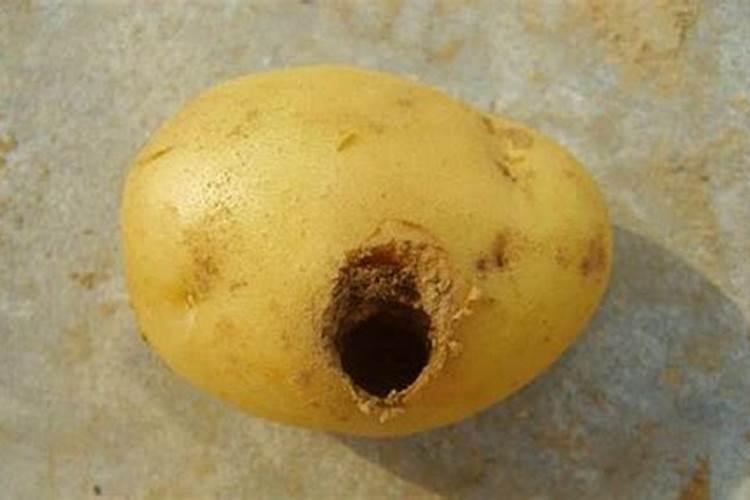 哪些土壤和作物容易缺钙？