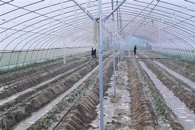 冲施肥的使用方法 冲施肥的使用方法介绍