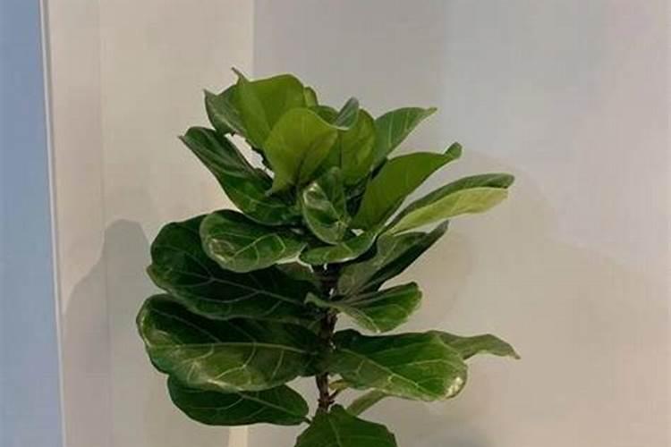 葡萄冬天怎么埋