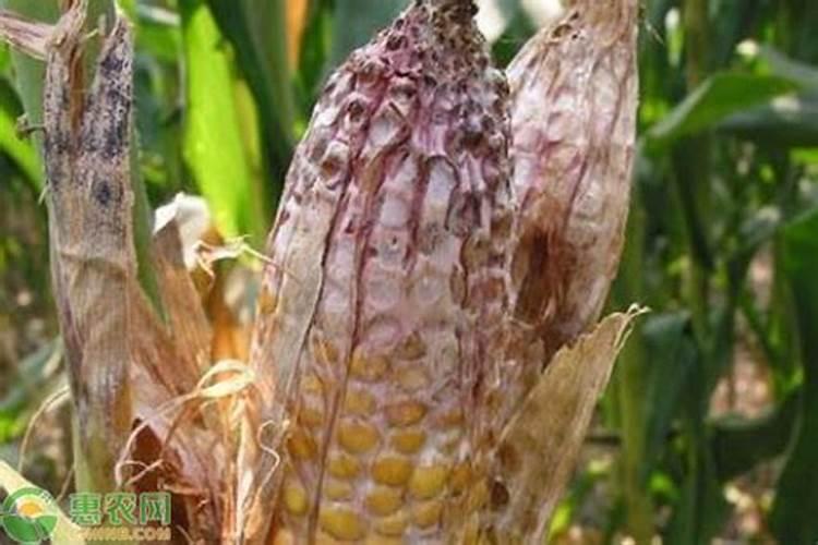 玉米出穗能打磷酸二氢钾和叶面肥吗？