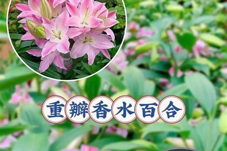 复合肥成分含量表