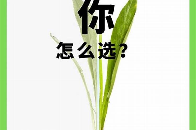 磷钾肥怎么浇花正确使用方法？分芽期可以用吗？