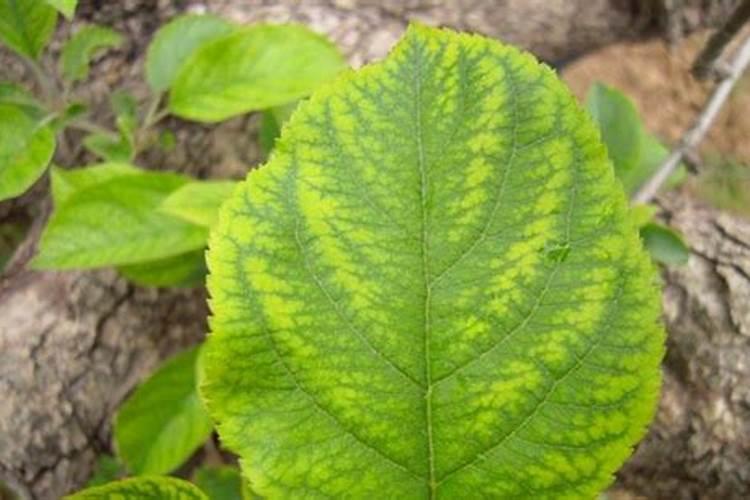 西红柿最下面叶发黄,并叶片上有点斑,这是什么情况