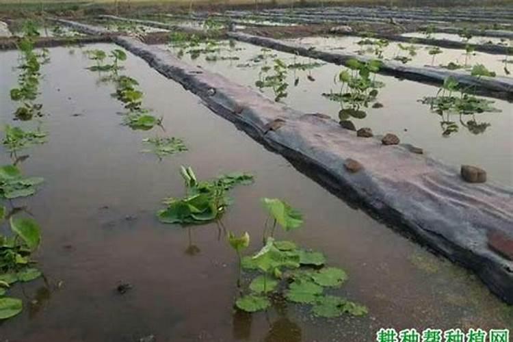 矿源黄腐酸钾高钙高钾冲施玉米可以吗？