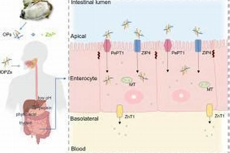 多肽氨基酸原粉用于肥料生产的建议参考配比!