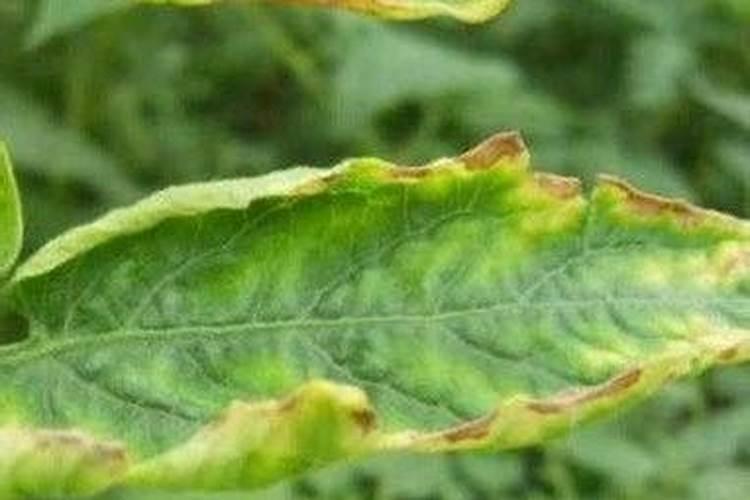 室内植物叶子发黄施肥,及时追施氮肥养护