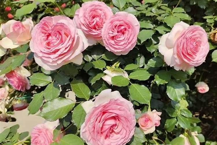 给月季和栀子花咋样施磷酸二氢钾肥