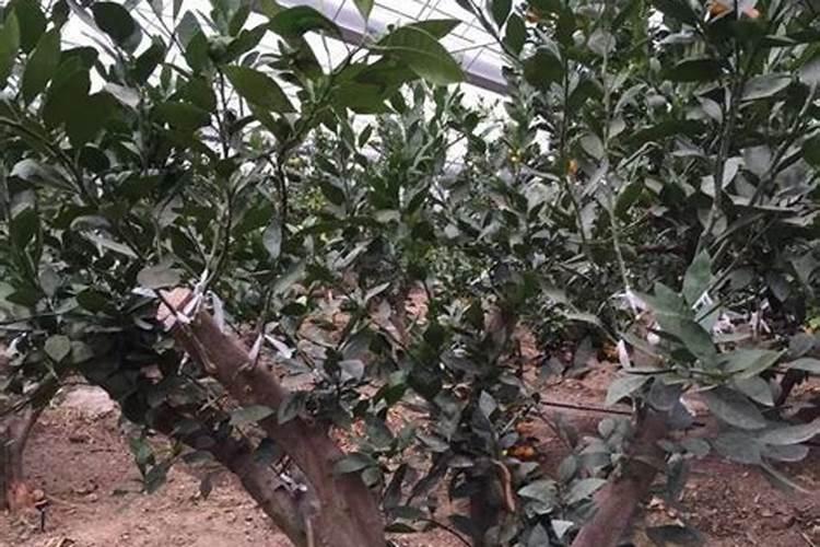 温度低施肥柑桔会有影响吗