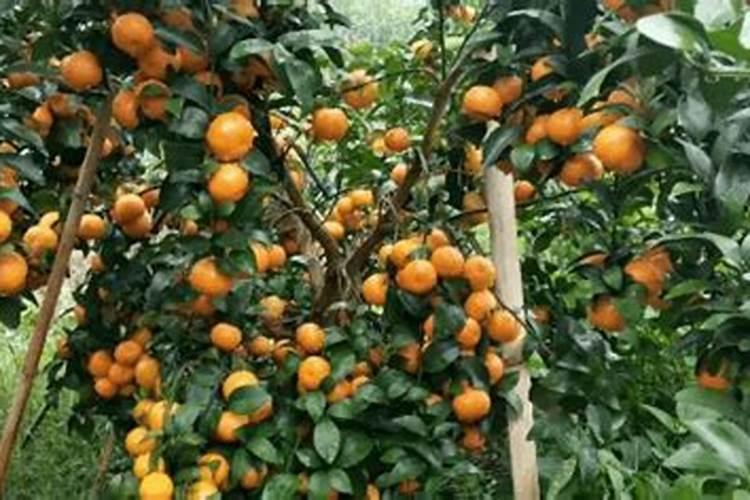 柑橘对环境条件的要求