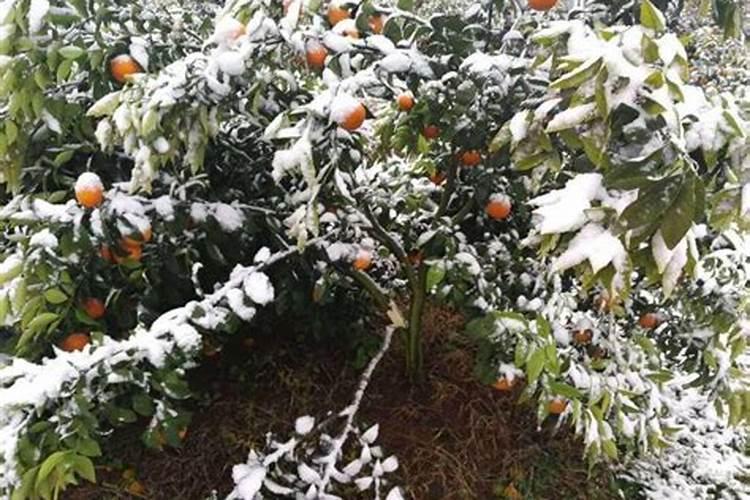 柑橘落花落果的原因