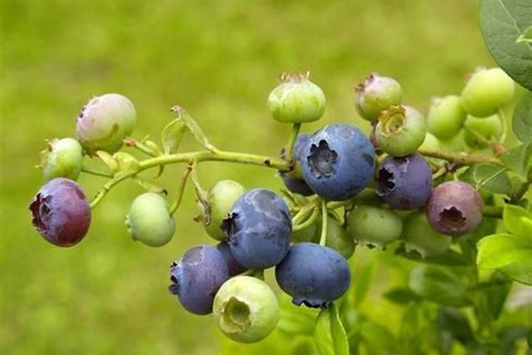 促进水稻分蘖的叶面肥