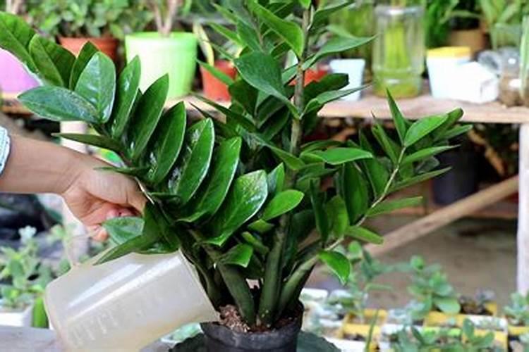 种花用什么肥料比较好