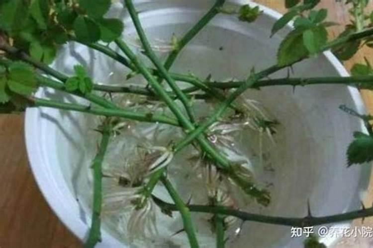 宝莲灯花怎么养 宝莲灯花的养殖方法和注意事项