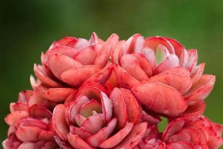 多肉可以施复合肥吗