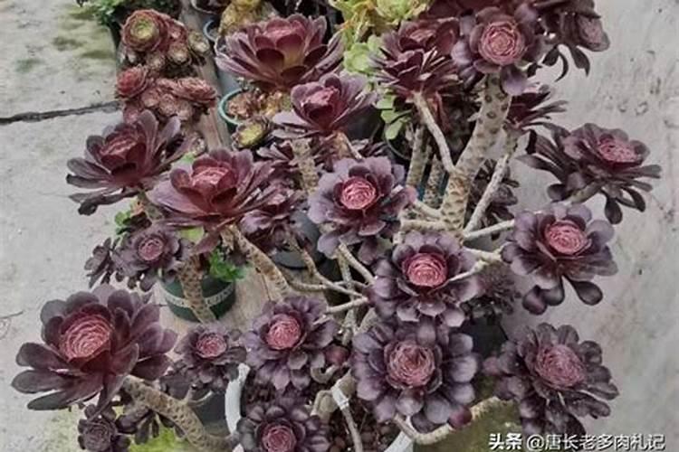 淡水鱼分布水层,附淡水鱼的种类