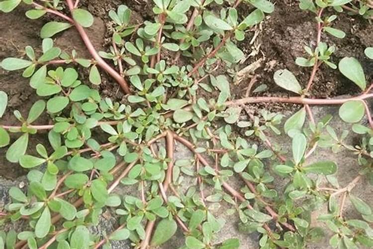 马齿苋的种植方法
