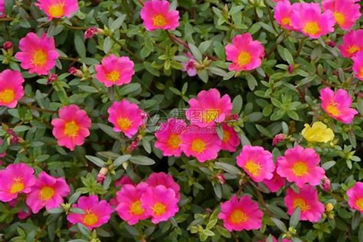 马齿苋种植技术