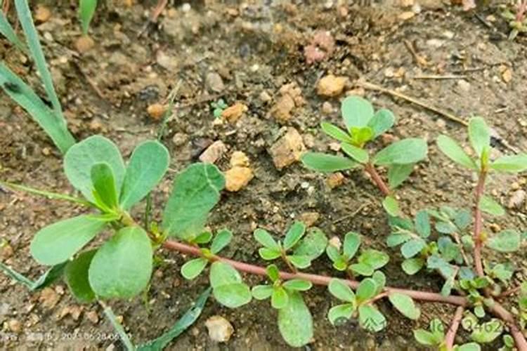 马齿苋树马齿苋树怎么养才开花