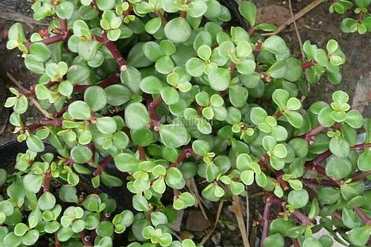 马齿苋树怎么养